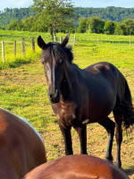 Vente de cheval : N'Joy de la Pierre